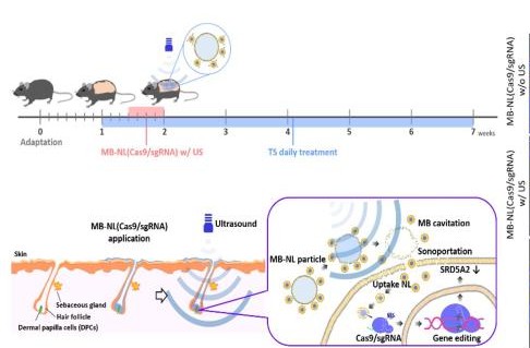 Prof. Yoon Tae-Jong Develops Genome-Editing Technology to Treat Androgenic Alopecia